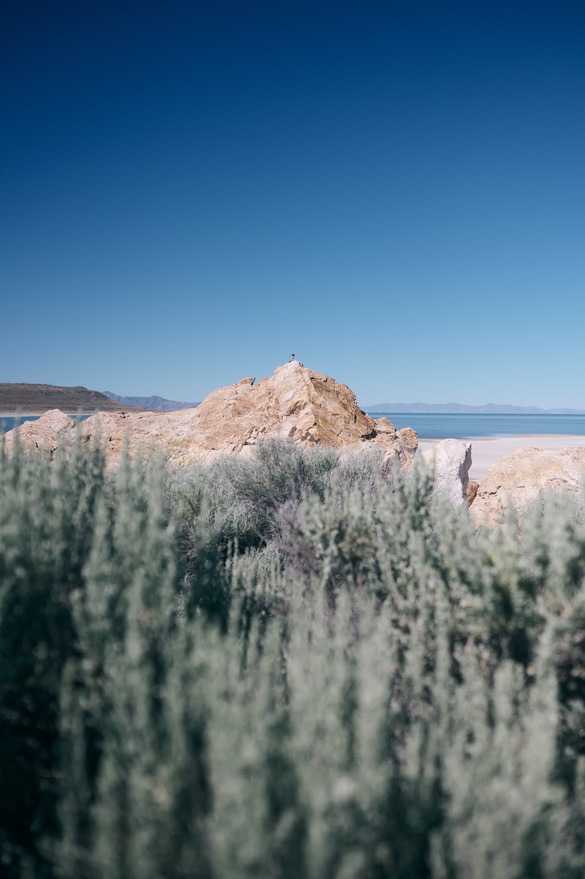 Salbeibüsche im Vordergrund, dahinter ein Felsen am Ufer des Great Salt Lake
